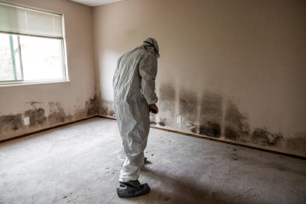Beverly Hills, CA Mold Remediation Company