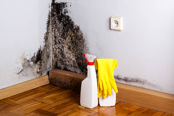 Best Emergency Mold Remediation in Beverly Hills, CA