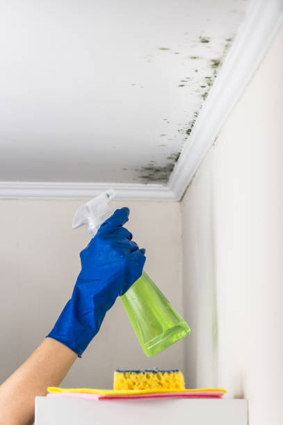  Beverly Hills, CA Mold Removal Pros